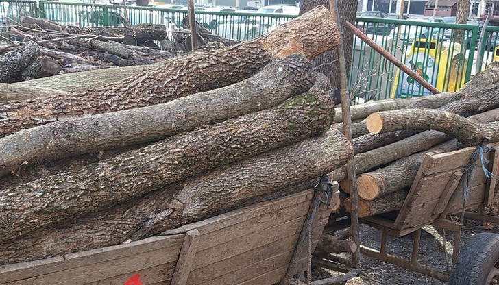 Мъжът превозвал с каруца 2 кубика акация и слива без документи