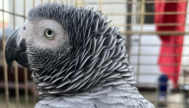 Издирват собствениците на избягал папагал Жако край Балчик Издирват собствениците на избягал папагал Жако край Балчик