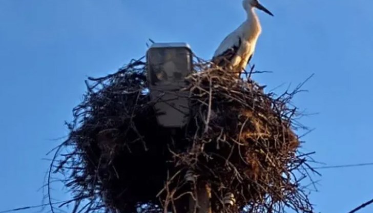 Прелетната птица изпревари пролетта във Велчево Прелетната птица изпревари пролетта във Велчево