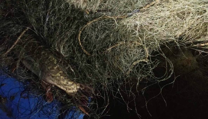 Служители от сектор "Рибарство и контрол" върнаха обратно във водата уловена риба и конфискуваха мрежени уреди в района на села Ряхово и Кривина