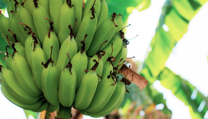 Фермерите ще получат 50% по-малко вода за напояване