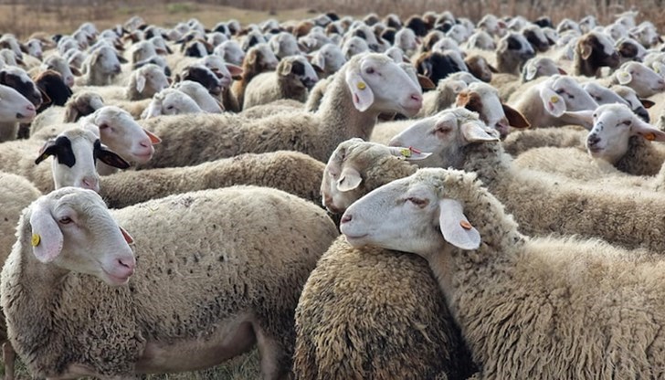 Атанас Илков: Чумата във Велинград не е привнесена отвън Атанас Илков: Чумата във Велинград не е привнесена отвън