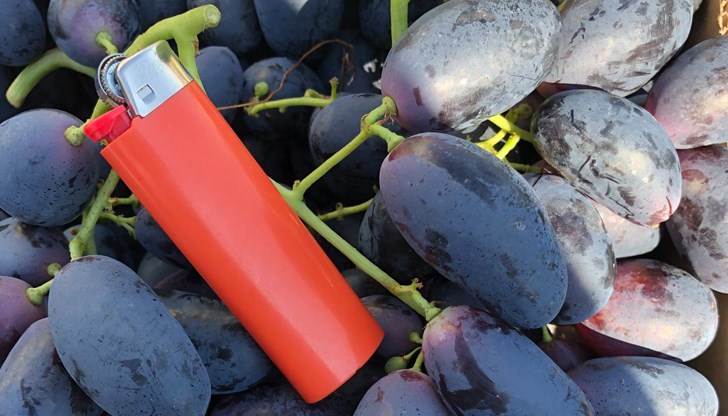 Сортът Велика се отличава с огромни зърна Сортът Велика се отличава с огромни зърна