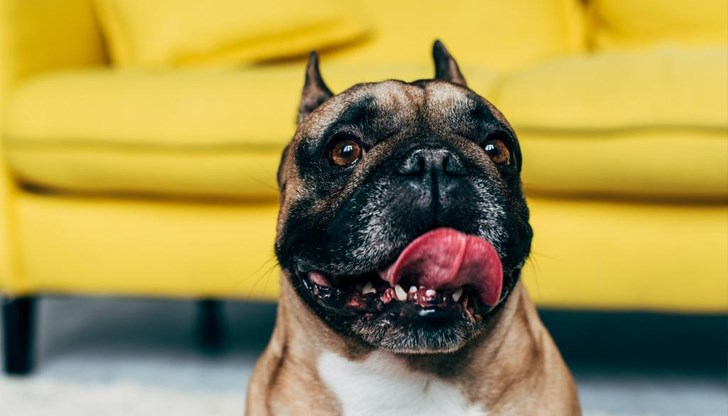 Телефонен номер на нашийника на булдог разкрил самоличността на наркодилър Телефонен номер на нашийника на булдог разкрил самоличността на наркодилър