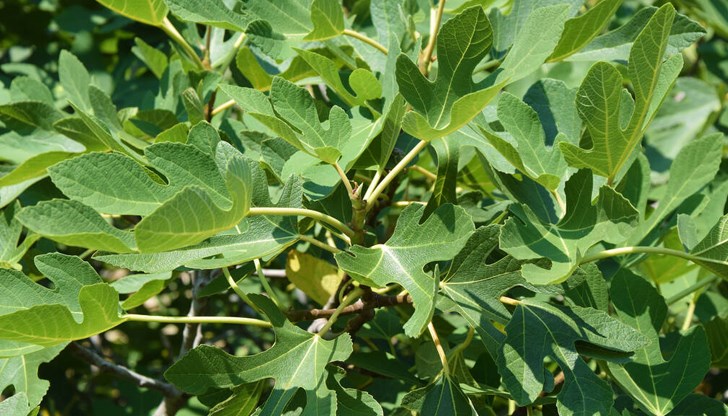 Алтернатива за хората с метаболитни нарушения