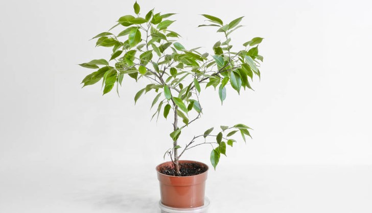 Най-честите грешки, които водят до загуба на любимото растение Най-честите грешки, които водят до загуба на любимото растение