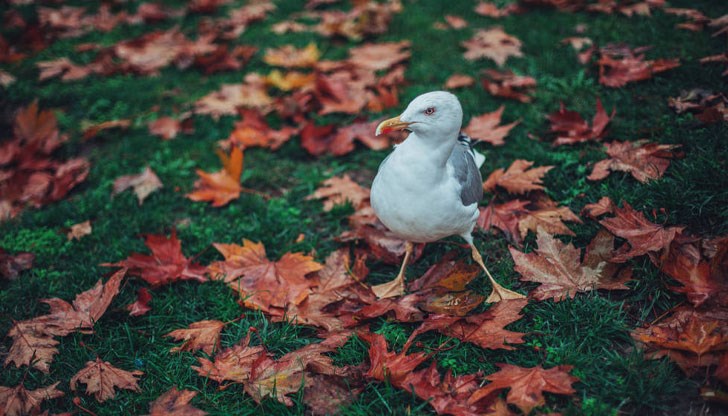 Орнитолози организират безплатни разходки за изследване на пернати обитатели Орнитолози организират безплатни разходки за изследване на пернати обитатели