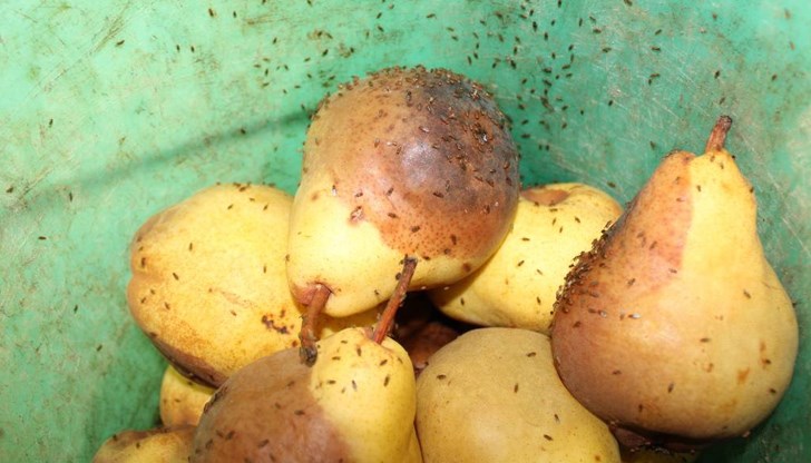 Общ ген при мушици и комари може да спре разпространението на опасни болести Общ ген при мушици и комари може да спре разпространението на опасни болести