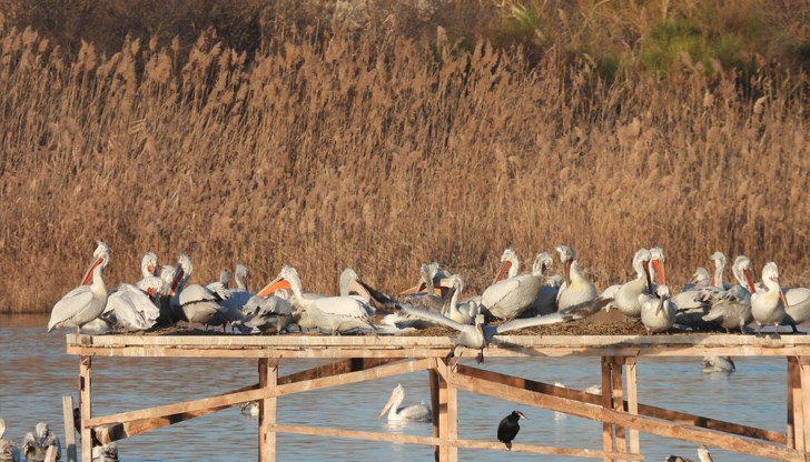 Къдроглави пеликани създадоха нова колония край Бургас