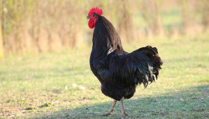 Обредността на този празник е изключително богата