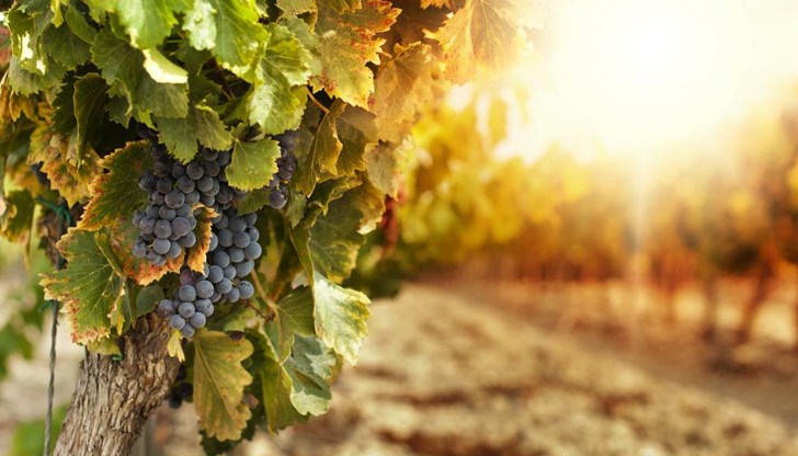 Участъкът спада към т. нар. типични лозарски райони на България, където гроздето зрее най-добре