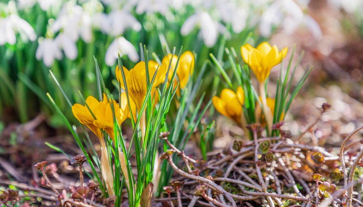 От минус 8 до плюс 22 градуса прогнозират синоптиците От минус 8 до плюс 22 градуса прогнозират синоптиците