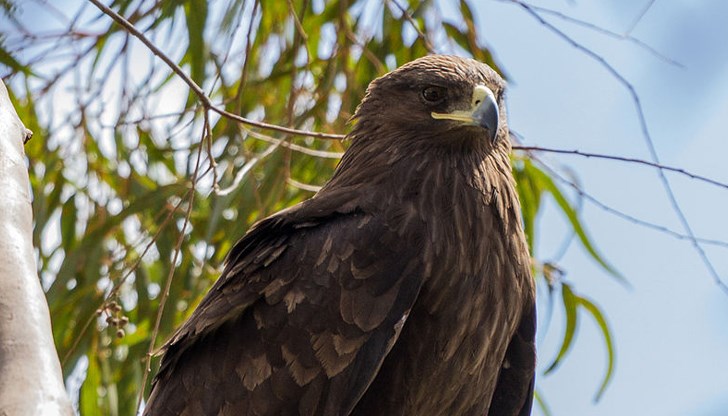 Проверяват за бракониери на Голям креслив орел в Лудогорието Проверяват за бракониери на Голям креслив орел в Лудогорието
