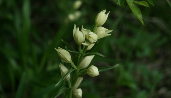 Местността се намира в землището на село Басарбово