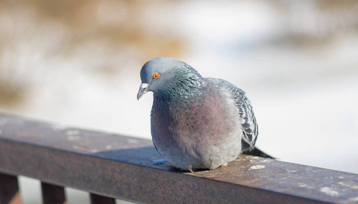 Температурите в Русе ще достигнат до 12 градуса в неделя Температурите в Русе ще достигнат до 12 градуса в неделя