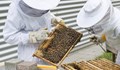 Европейските пчелари губят битката с вносния китайски мед