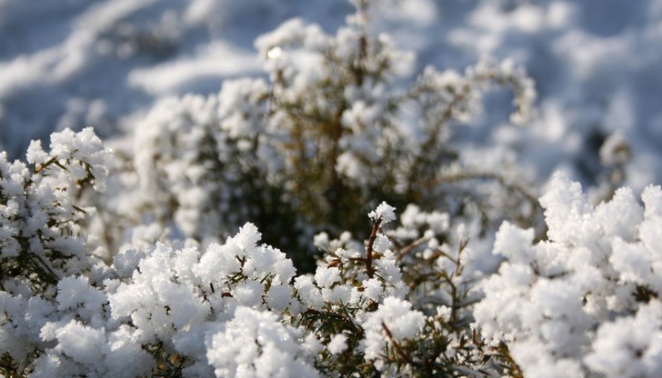 Местните животновъди получават предимство при наемането на общински земи