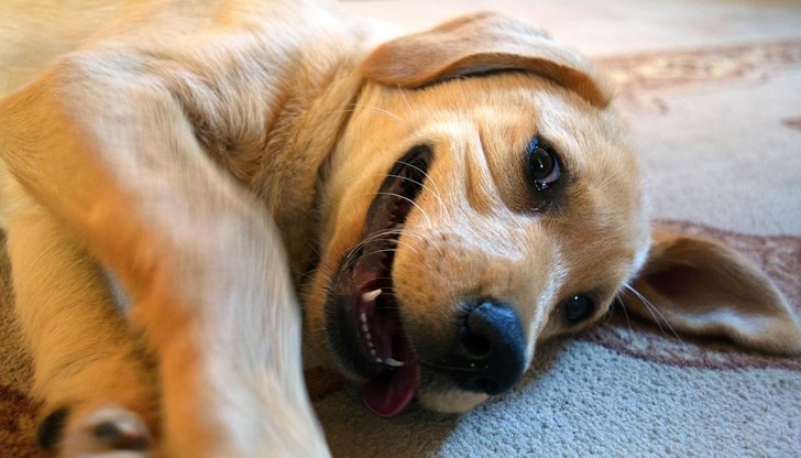 Четириногите приятели придобиват характера на своите стопани