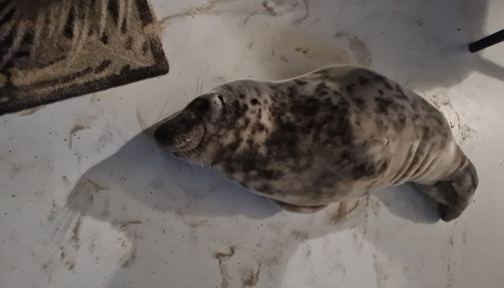 Гостенка на хотела открива животното на пода в стаята си