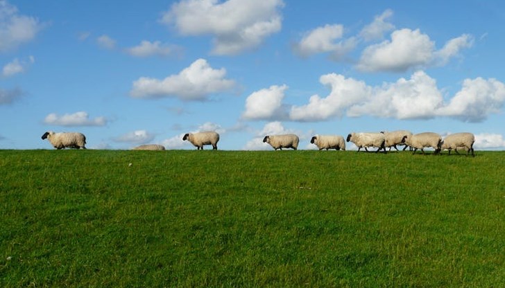 Разпределят пасищата в Русенско за животновъдите Разпределят пасищата в Русенско за животновъдите