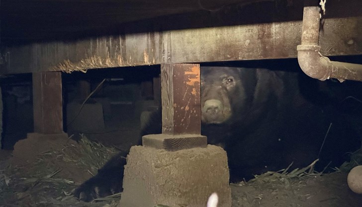 230-килограмовият Бари е пропълзял под къща