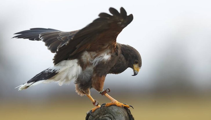 Птицата е от защитен вид