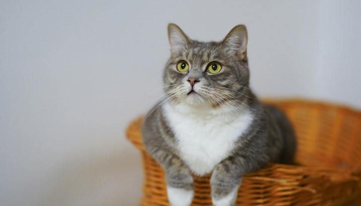 Заразата идва от стопани, работещи в засегнати ферми Заразата идва от стопани, работещи в засегнати ферми