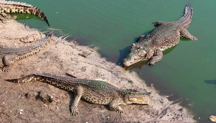 Местните власти настояват фермата да бъде затворена