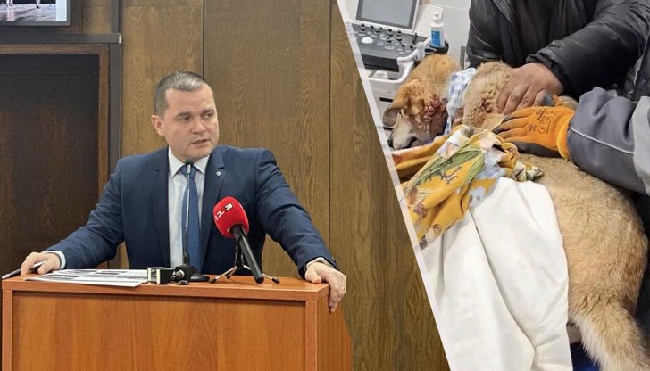 Тази сутрин Маги е била ранена от храбреци, които са си търсели мишена