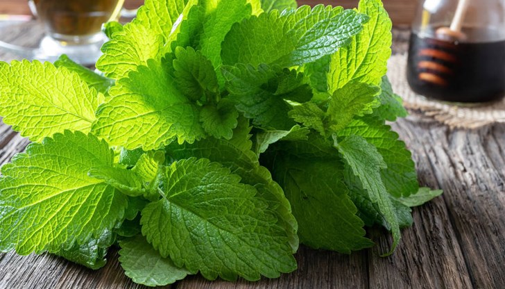 Въпреки ползите от билката, тя има и противопоказания