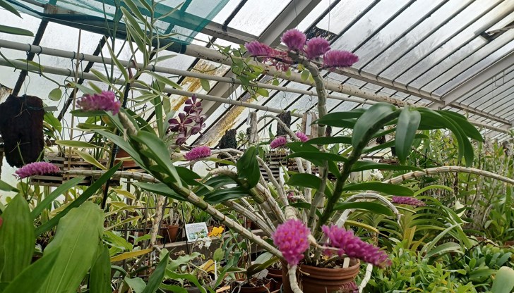 Посетителите могат да закупят растения от колекцията Посетителите могат да закупят растения от колекцията