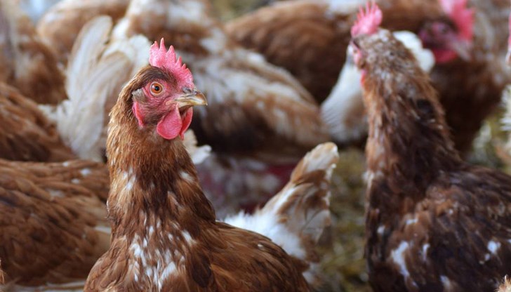 80 000 кокошки носачки ще бъдат евтаназирани