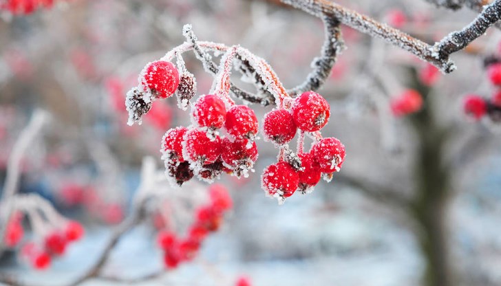 Арктически студ скова Източна България Арктически студ скова Източна България