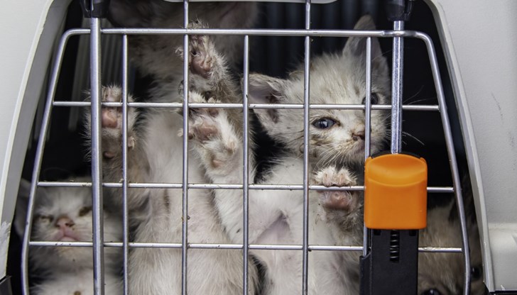 Ветеринари се борят за живота на пострадалите животни Ветеринари се борят за живота на пострадалите животни