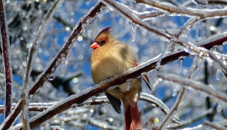 Минус 17 градуса сковават България Минус 17 градуса сковават България