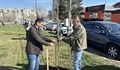Служители на ВиК засадиха 30 чинара на кръстовище в Русе
