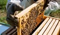 Пада качеството на меда у нас
