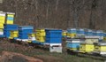 "Синдромът на празния кошер" опустошава пчелините в страната