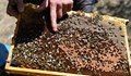 70% от пчелите в страната са загинали след зимата