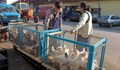 БАБХ забрани пазарите на живи птици заради птичи грип