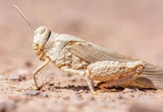 Насекомите унищожават напълно всякаква растителност по пътя сиОбластната дирекция по