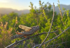 Експерти предупреждават за повишен риск заради топлото време през последните