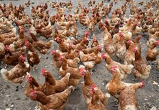 3 километрова карантинна зона около засегнатата фермаНово огнище на птичи грип