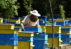 Експерти обединяват усилия за спасяване на пчелитеТревожна тенденция в пчеларския