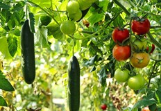 Експортът на сладки пиперки за Германия се увеличава четирикратноПо данни