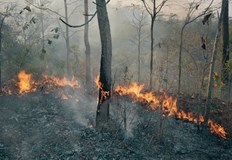 От началото на тази година са регистрирани нови 179 пожара