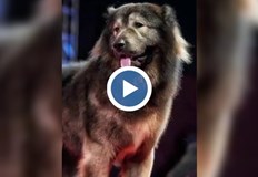 Животното е кръстоска между истински вълк и кавказка овчаркаСветовен рекорд