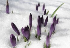 Снежна покривка ще има в Рило Родопската областЦиклон от Средиземноморието ще