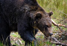 Ловната дружинка е обвинена в навлизане в защитена територия Възрастен