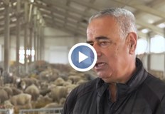 Производител В момента цената за живо тегло е 12 лева